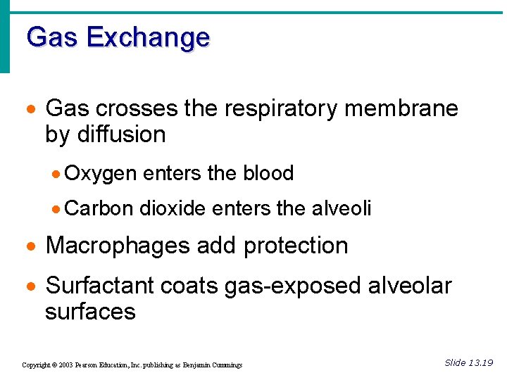 Gas Exchange · Gas crosses the respiratory membrane by diffusion · Oxygen enters the