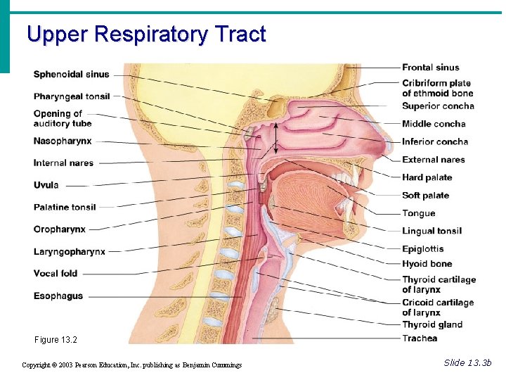 Upper Respiratory Tract Figure 13. 2 Copyright © 2003 Pearson Education, Inc. publishing as