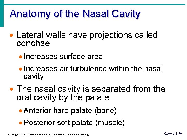 Anatomy of the Nasal Cavity · Lateral walls have projections called conchae · Increases