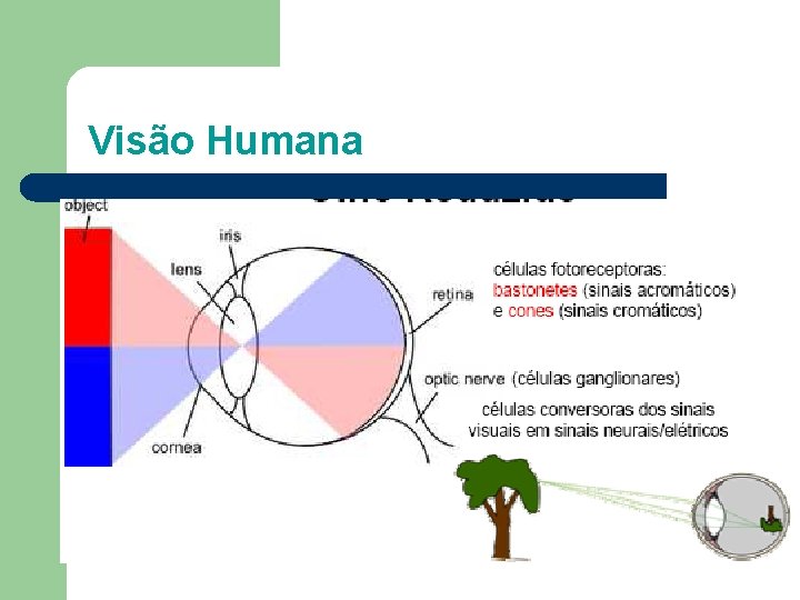 Visão Humana 