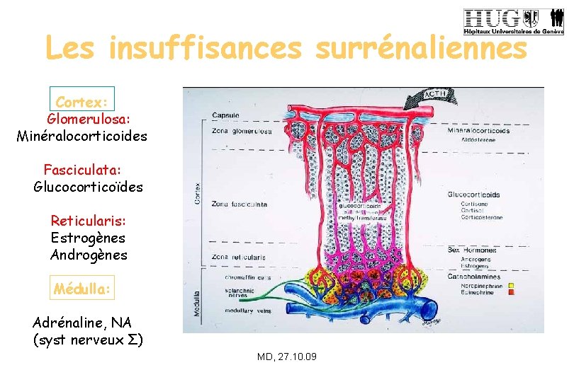 Les insuffisances surrénaliennes Cortex: Glomerulosa: Minéralocorticoides Fasciculata: Glucocorticoïdes Reticularis: Estrogènes Androgènes image Médulla: Adrénaline,