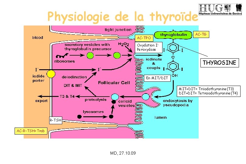 Physiologie de la thyroïde AC-TPO AC-TG Oxydation IPeroxydase THYROSINE En MIT/DIT MIT+DIT= Triiodothyronine(T 3)