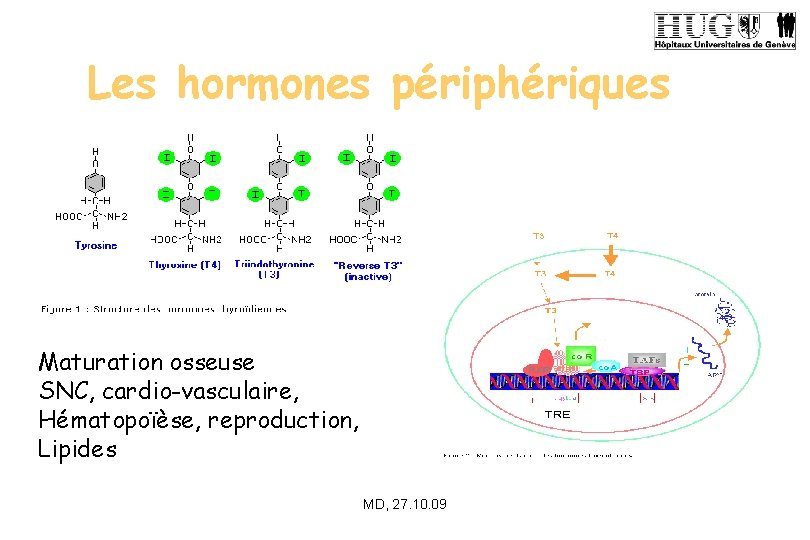 Les hormones périphériques Maturation osseuse SNC, cardio-vasculaire, Hématopoïèse, reproduction, Lipides MD, 27. 10. 09