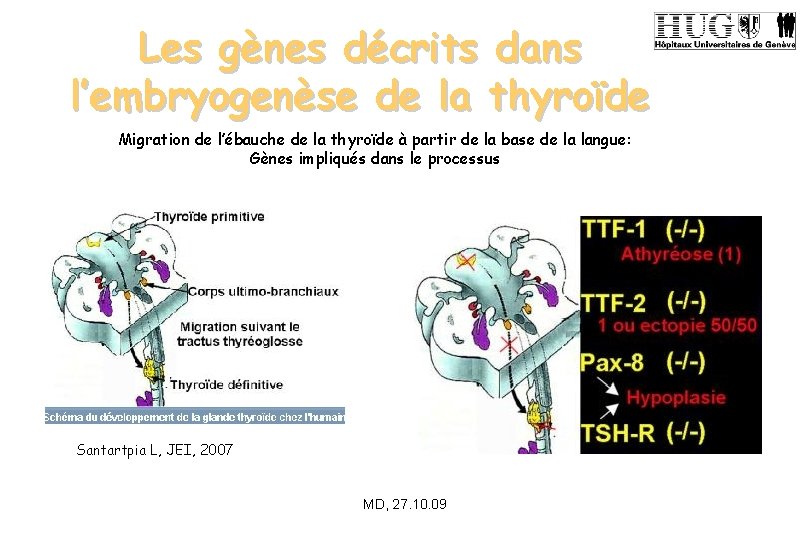 Les gènes décrits dans l’embryogenèse de la thyroïde Migration de l’ébauche de la thyroïde