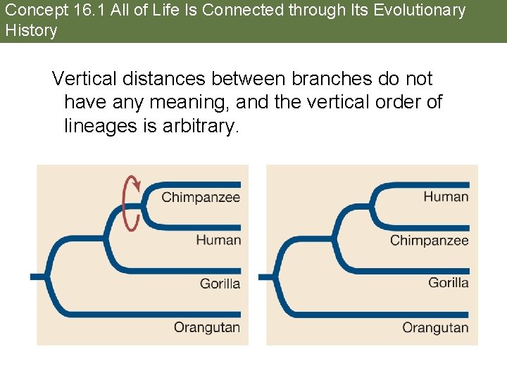 Concept 16. 1 All of Life Is Connected through Its Evolutionary History Vertical distances