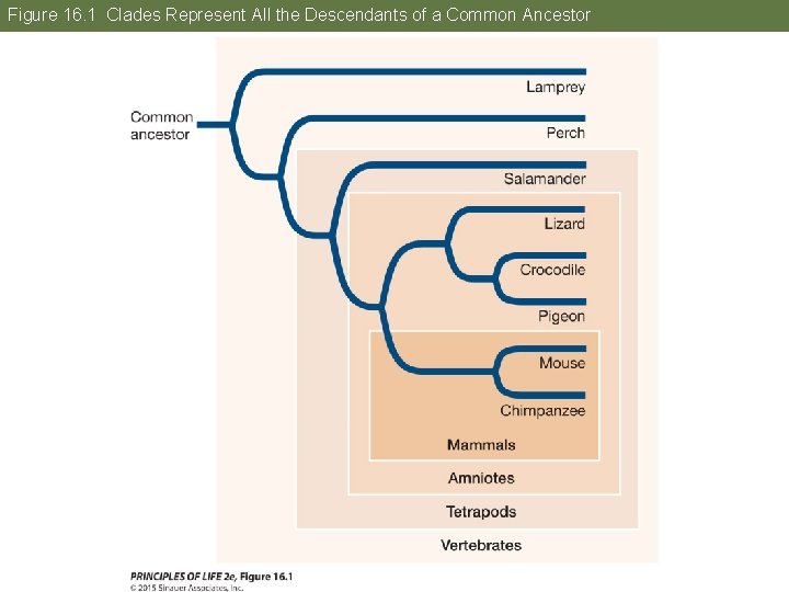 Figure 16. 1 Clades Represent All the Descendants of a Common Ancestor 