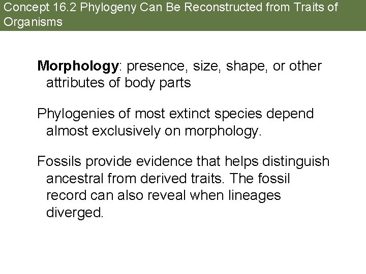 Concept 16. 2 Phylogeny Can Be Reconstructed from Traits of Organisms Morphology: presence, size,