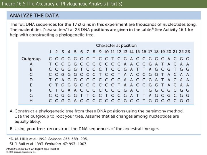 Figure 16. 5 The Accuracy of Phylogenetic Analysis (Part 3) 