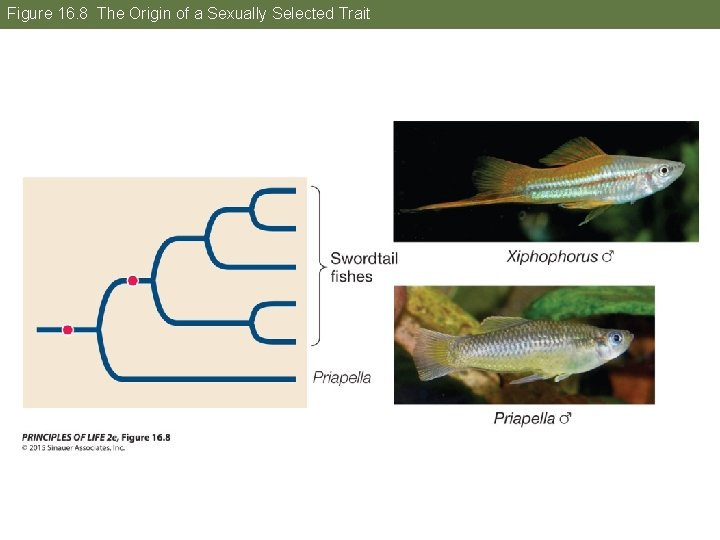Figure 16. 8 The Origin of a Sexually Selected Trait 