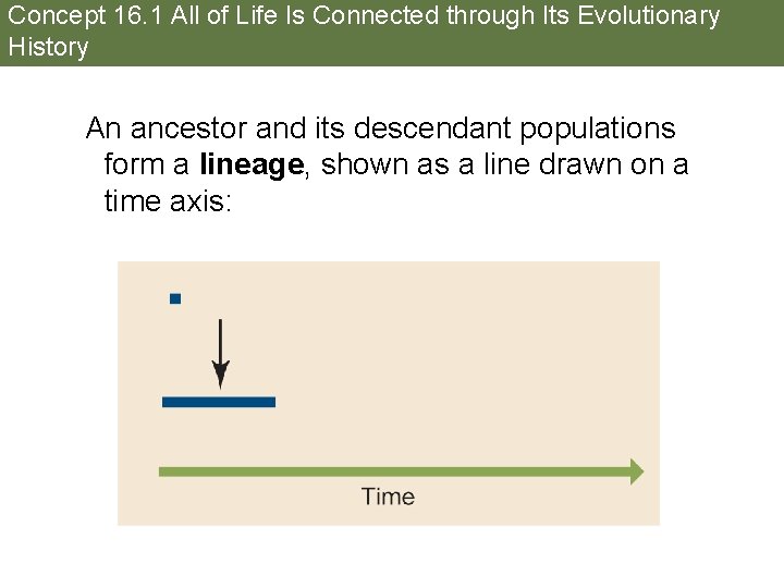 Concept 16. 1 All of Life Is Connected through Its Evolutionary History An ancestor