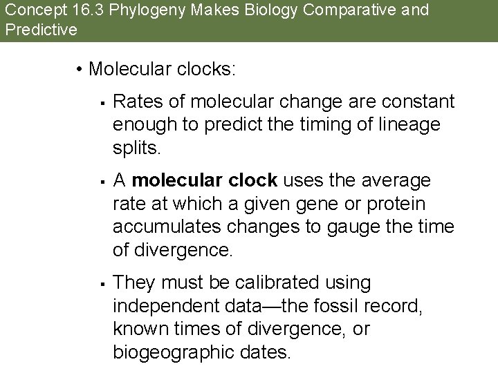 Concept 16. 3 Phylogeny Makes Biology Comparative and Predictive • Molecular clocks: § §