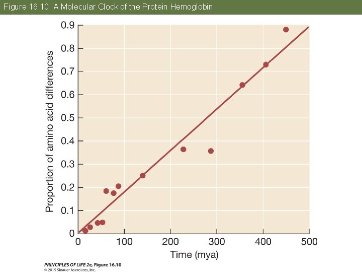 Figure 16. 10 A Molecular Clock of the Protein Hemoglobin 