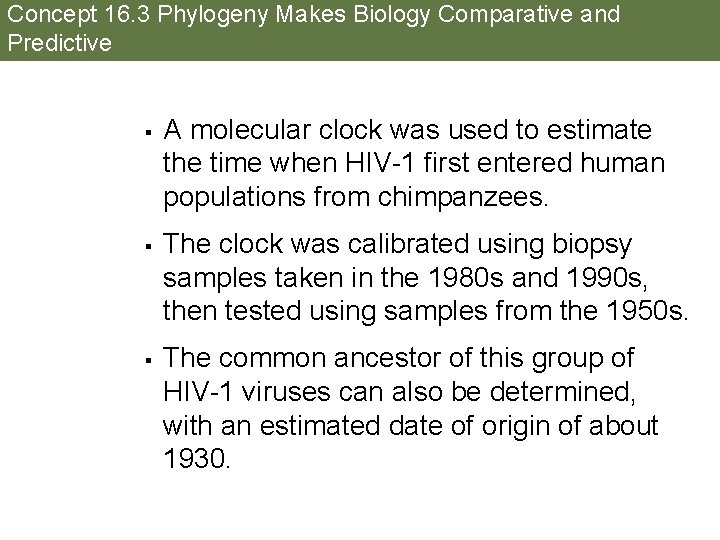 Concept 16. 3 Phylogeny Makes Biology Comparative and Predictive § § § A molecular