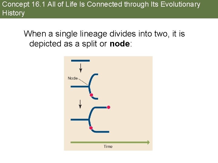 Concept 16. 1 All of Life Is Connected through Its Evolutionary History When a