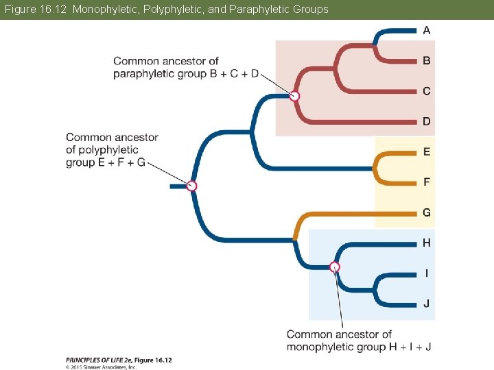 Figure 16. 12 Monophyletic, Polyphyletic, and Paraphyletic Groups 