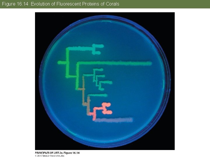 Figure 16. 14 Evolution of Fluorescent Proteins of Corals 