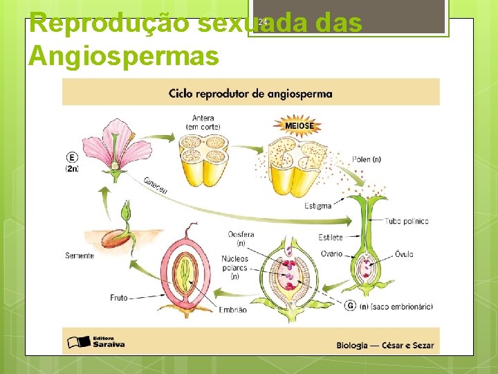Reprodução sexuada das Angiospermas 24 Prof. : Gilmar Marques 