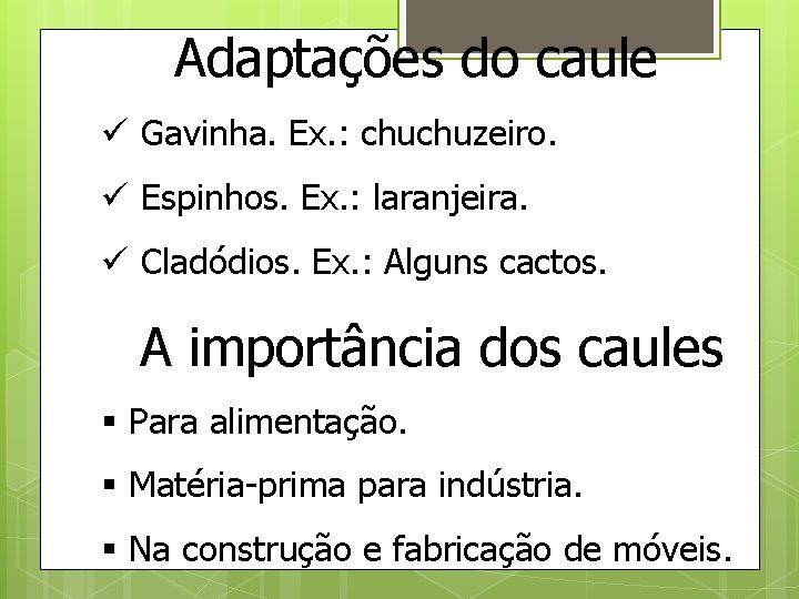 Adaptações do caule ü Gavinha. Ex. : chuchuzeiro. ü Espinhos. Ex. : laranjeira. ü