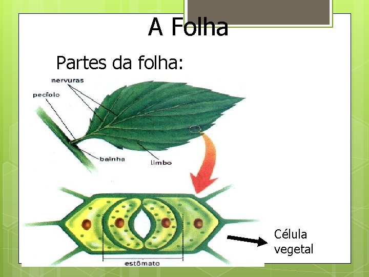 A Folha Partes da folha: Célula vegetal 