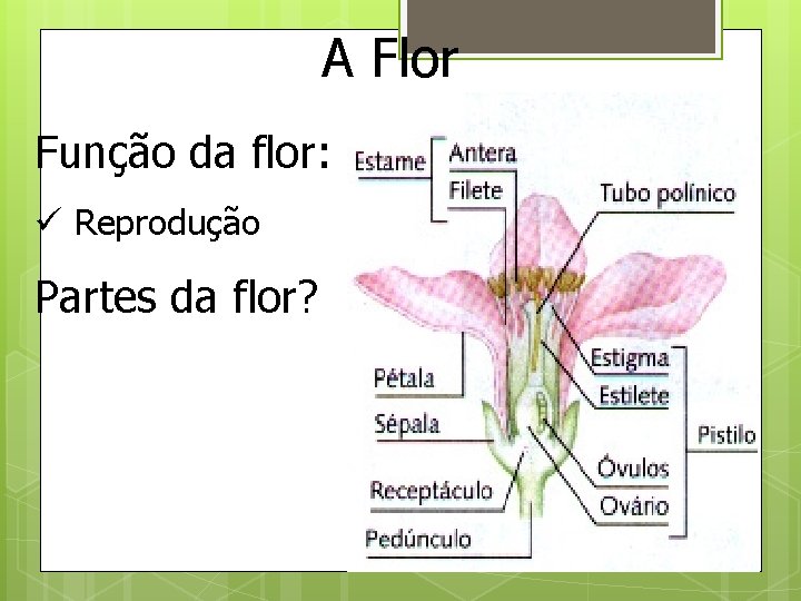A Flor Função da flor: ü Reprodução Partes da flor? 