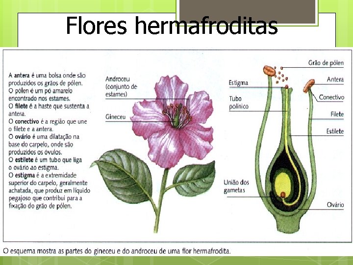 Flores hermafroditas 