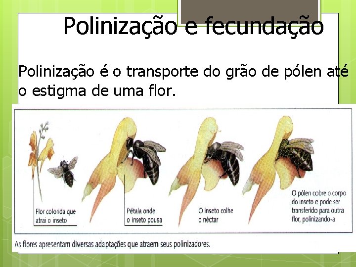 Polinização e fecundação Polinização é o transporte do grão de pólen até o estigma