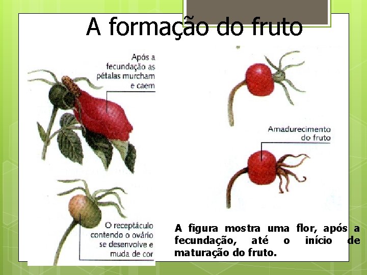 A formação do fruto A figura mostra uma flor, após a fecundação, até o