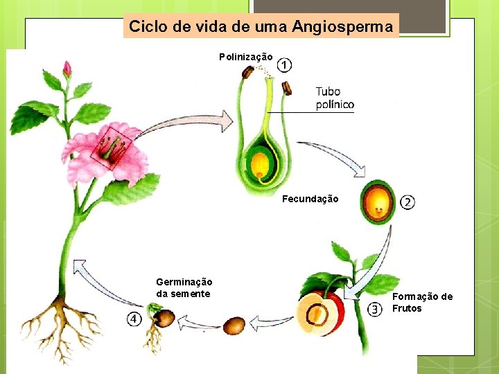 Ciclo de vida de uma Angiosperma Polinização Fecundação Germinação da semente Formação de Frutos