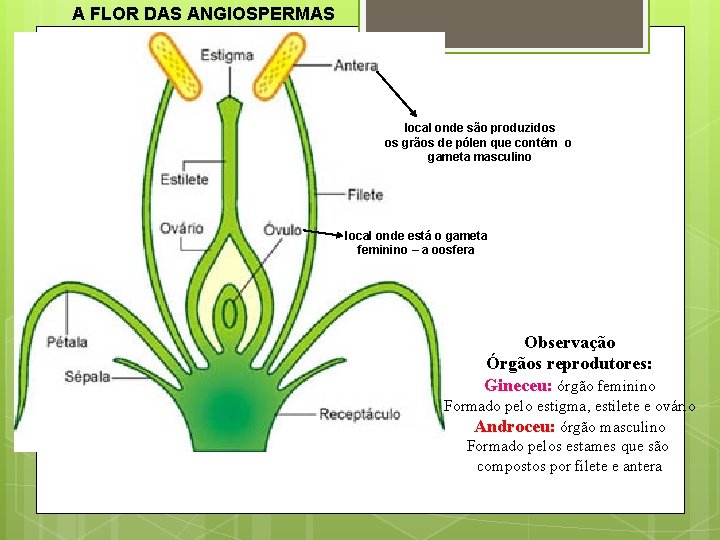 A FLOR DAS ANGIOSPERMAS local onde são produzidos os grãos de pólen que contêm