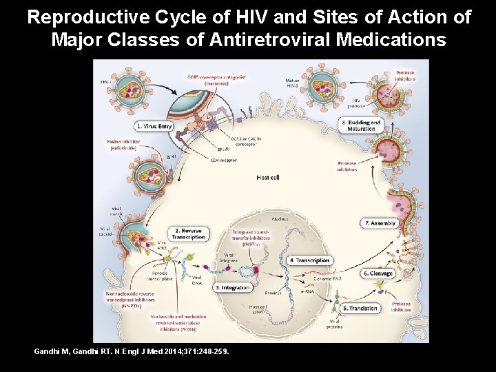 Reproductive Cycle of HIV and Sites of Action of Major Classes of Antiretroviral Medications