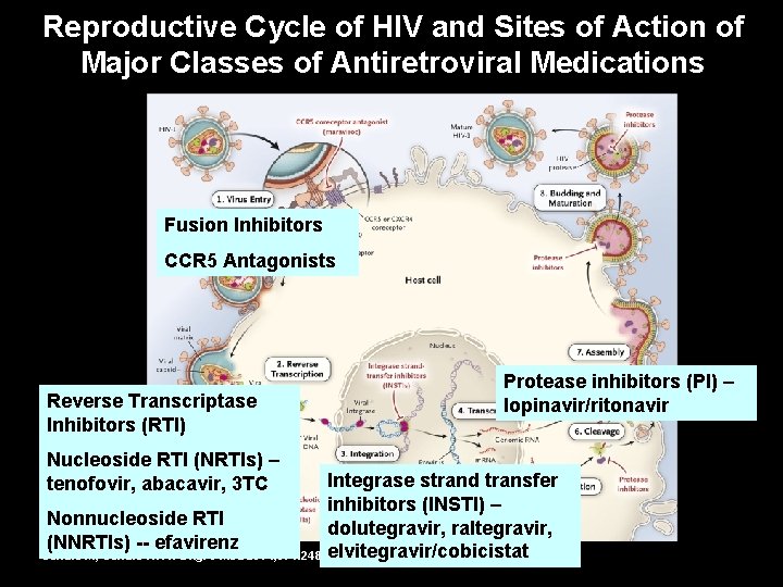Reproductive Cycle of HIV and Sites of Action of Major Classes of Antiretroviral Medications