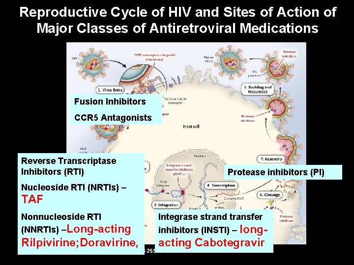 Reproductive Cycle of HIV and Sites of Action of Major Classes of Antiretroviral Medications