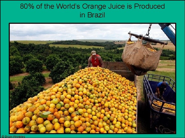 80% of the World’s Orange Juice is Produced in Brazil © Brain Wrinkles 