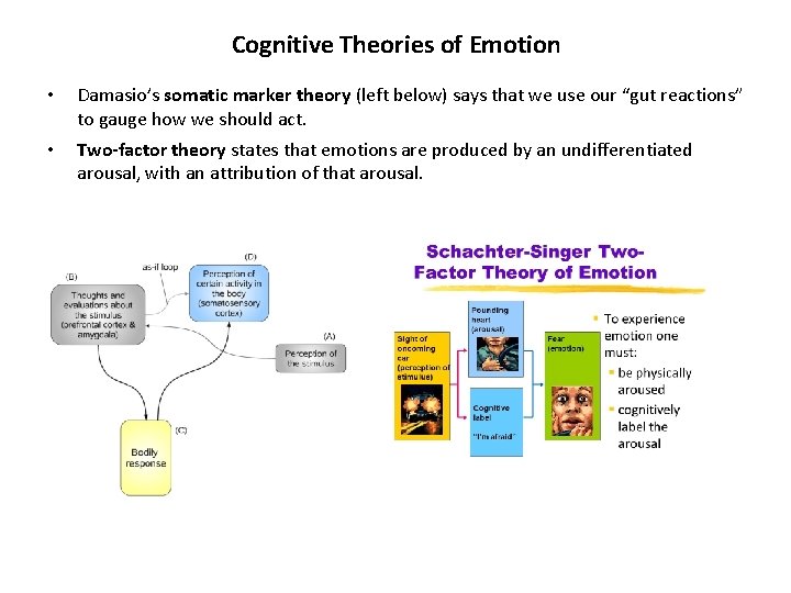 Cognitive Theories of Emotion • Damasio’s somatic marker theory (left below) says that we Cognitive Theories of Emotion • Damasio’s somatic marker theory (left below) says that we