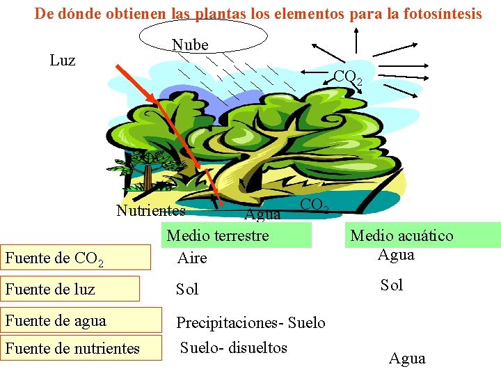 De dónde obtienen las plantas los elementos para la fotosíntesis Nube Luz Fuente de