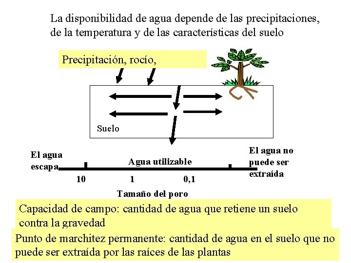 La disponibilidad de agua depende de las precipitaciones, de la temperatura y de las