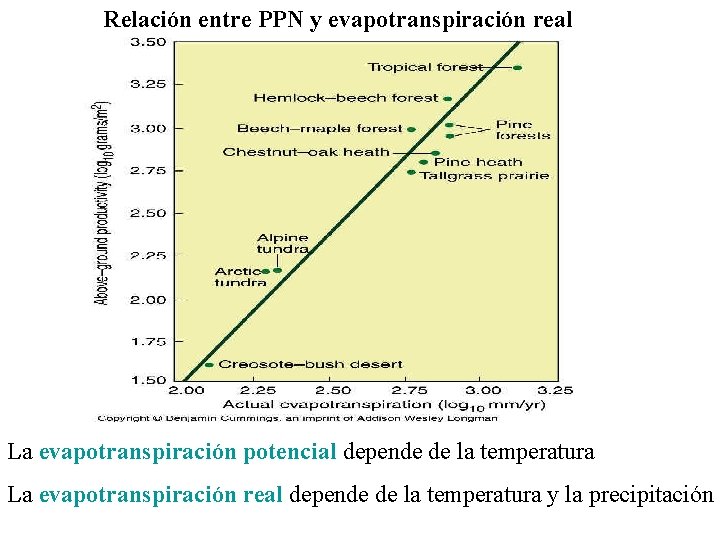 Relación entre PPN y evapotranspiración real La evapotranspiración potencial depende de la temperatura La