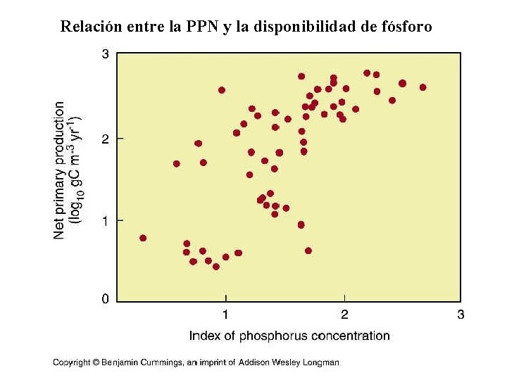 Relación entre la PPN y la disponibilidad de fósforo 