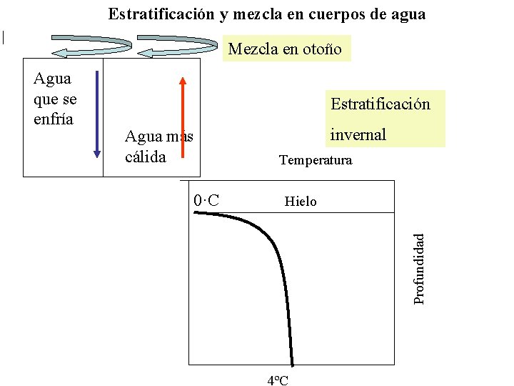 Estratificación y mezcla en cuerpos de agua Mezcla en otoño Estratificación Agua más cálida