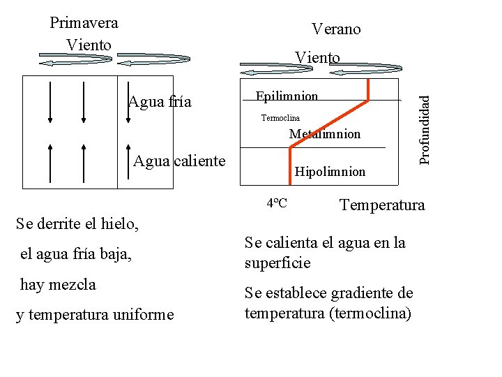 Primavera Viento Verano Agua fría Epilimnion Termoclina Metalimnion Agua caliente Hipolimnion 4ºC Profundidad Viento