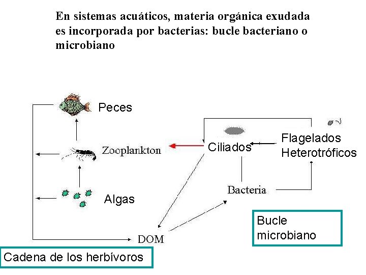 En sistemas acuáticos, materia orgánica exudada es incorporada por bacterias: bucle bacteriano o microbiano