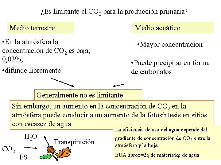 ¿Es limitante el CO 2 para la producción primaria? Medio terrestre • En la