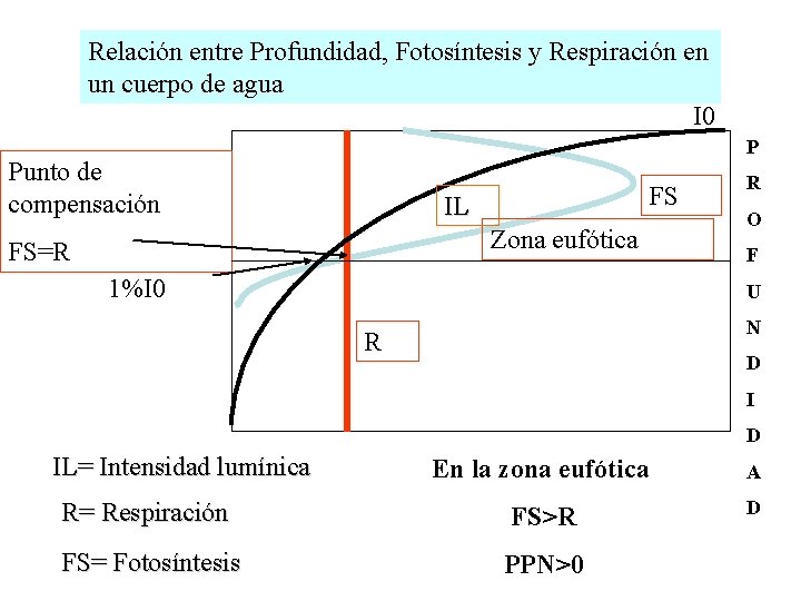 Relación entre Profundidad, Fotosíntesis y Respiración en un cuerpo de agua I 0 P