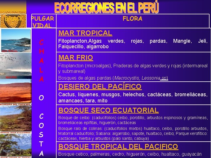 BRACK MAR TRPICAL MAR FRIO PULGAR VIDAL FLORA MAR TROPICAL C H A L