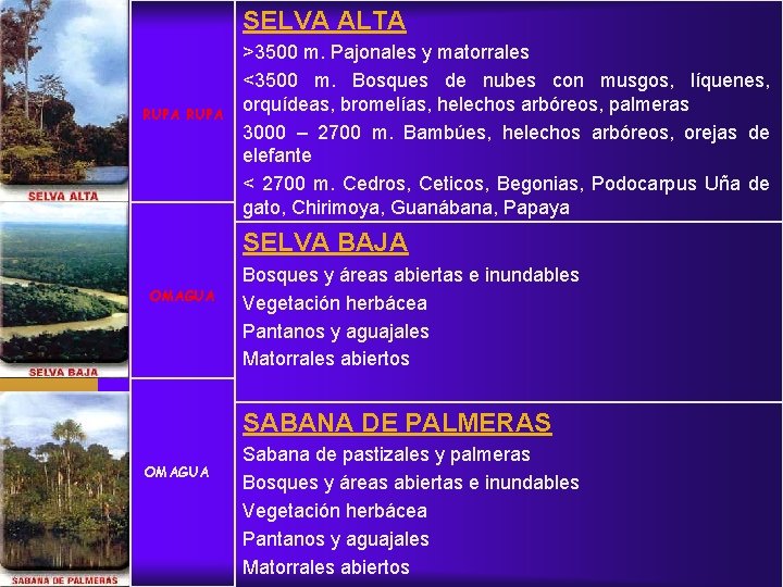 SELVA ALTA RUPA >3500 m. Pajonales y matorrales <3500 m. Bosques de nubes con