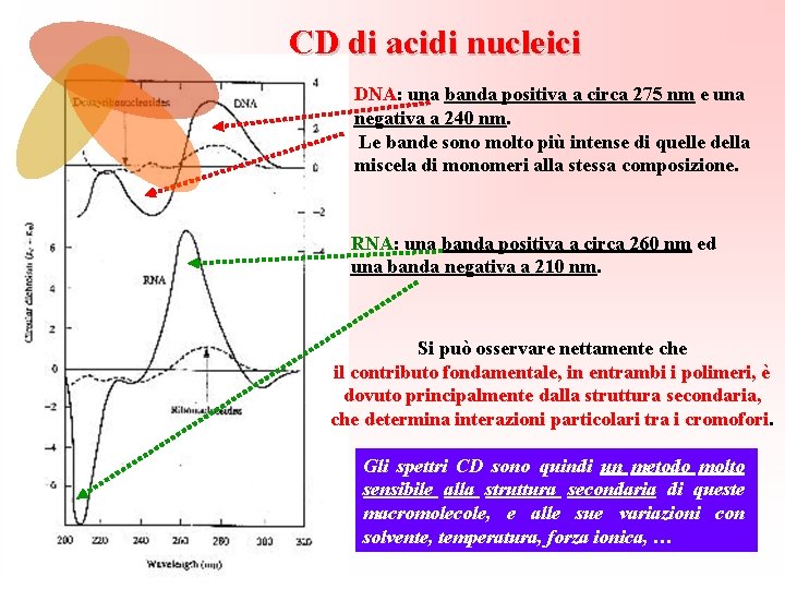 CD di acidi nucleici DNA: una banda positiva a circa 275 nm e una