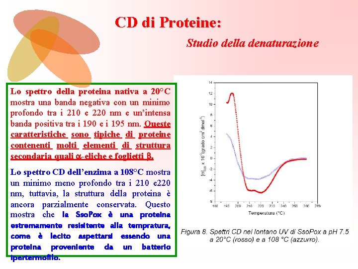 CD di Proteine: Studio della denaturazione Lo spettro della proteina nativa a 20°C mostra