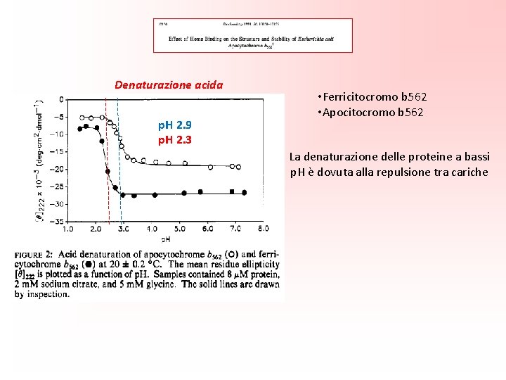 Denaturazione acida p. H 2. 9 p. H 2. 3 • Ferricitocromo b 562