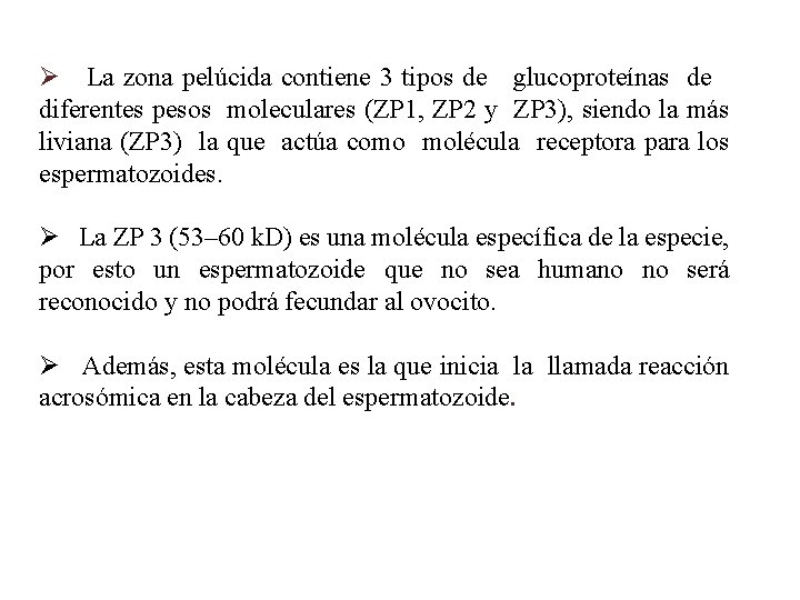 Ø La zona pelúcida contiene 3 tipos de glucoproteínas de diferentes pesos moleculares (ZP