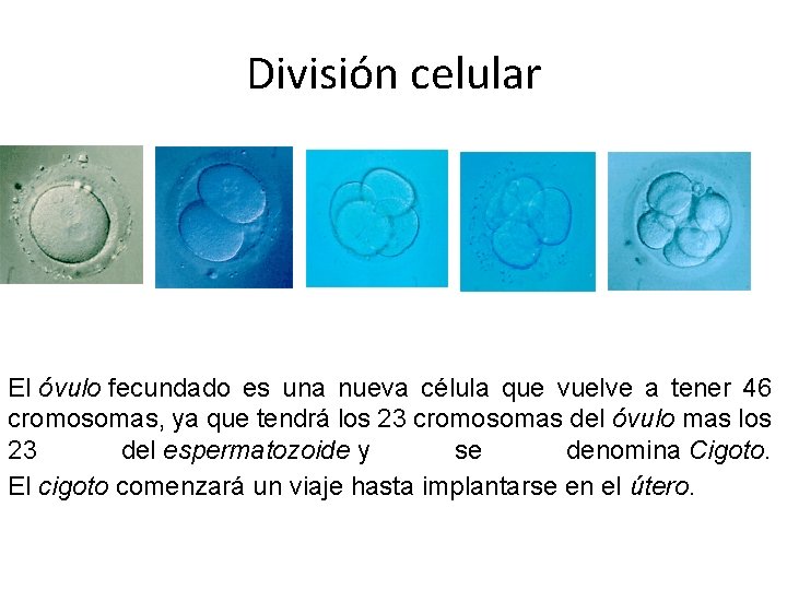 División celular El óvulo fecundado es una nueva célula que vuelve a tener 46